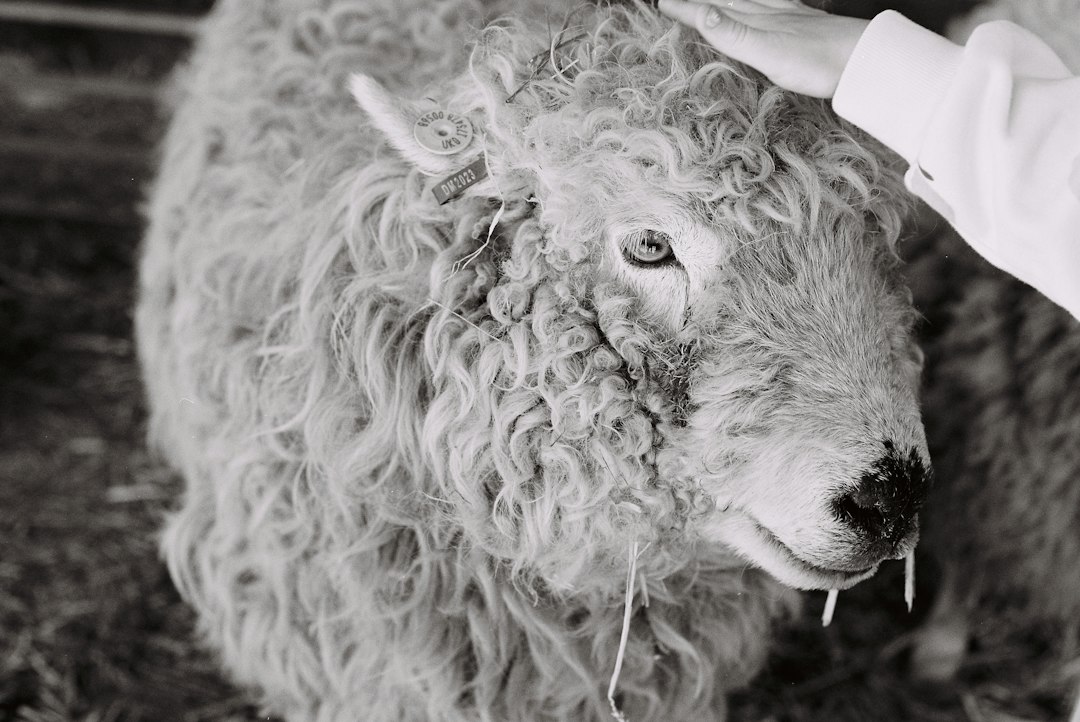 A fluffy sheep with a hand petting its head