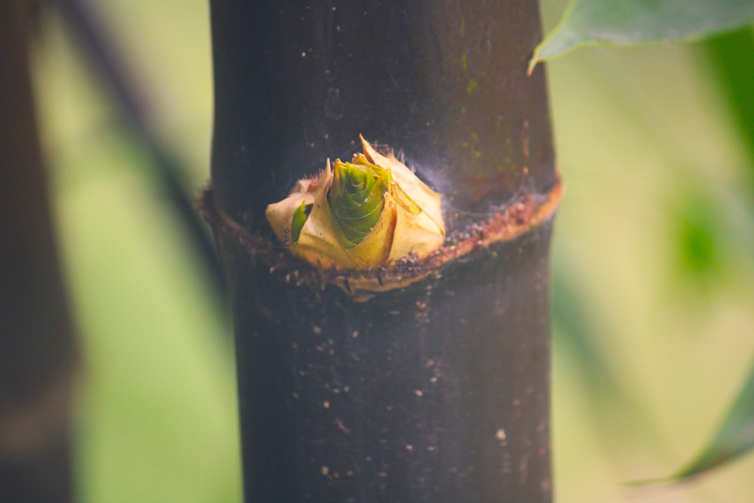 A close up of a tree with a small bug on it